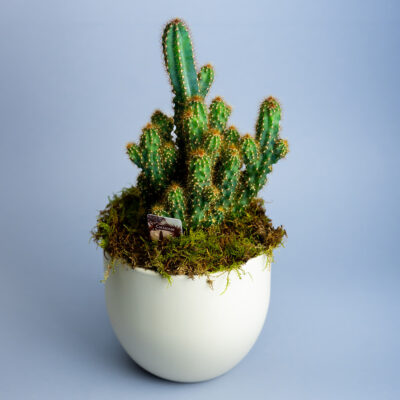 Cactus in ghiveci din ceramica