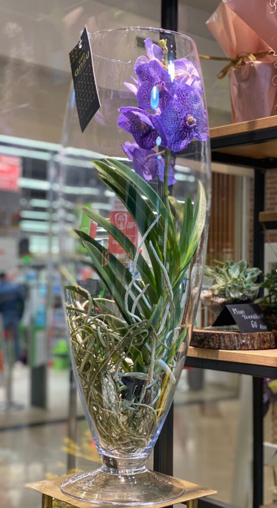 Orhidee Vanda