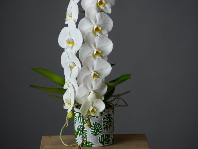 Floarea de orhidee – o operă desăvârșită a naturii