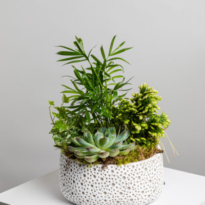 Vas de ceramica cu plante verzi