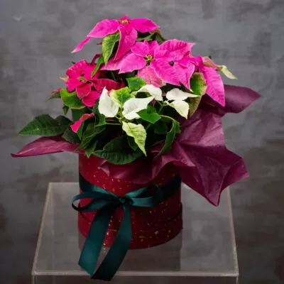 Planta Craciunita Bicolora