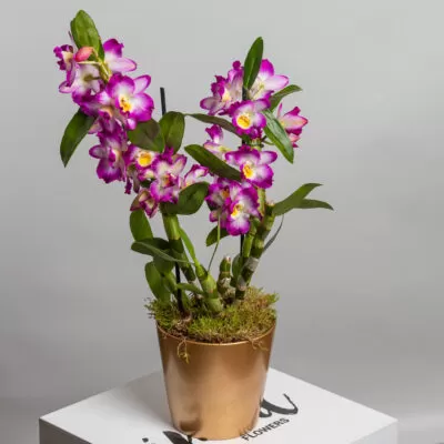 Planta in ghiveci Dendrobium nobil