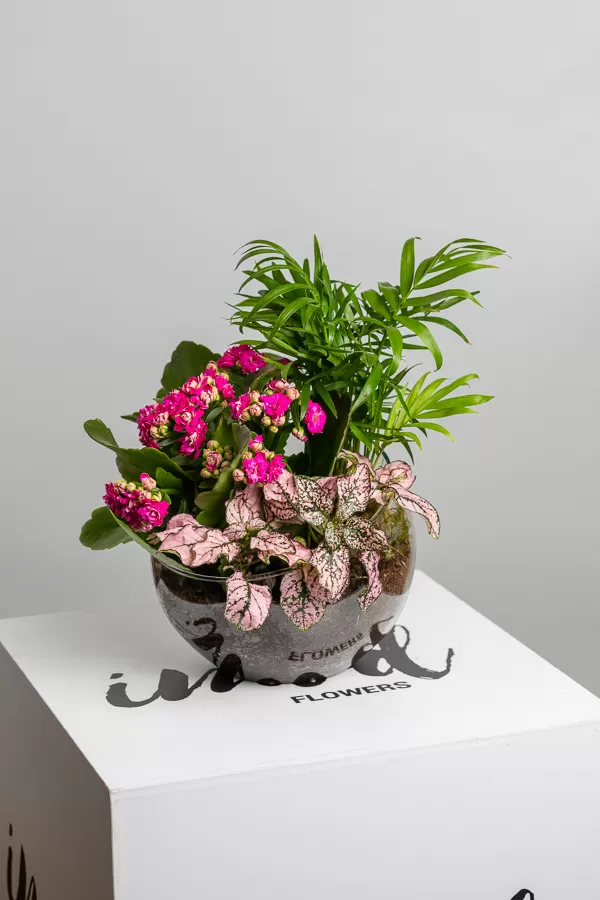 Terariu cu Kalanchoe