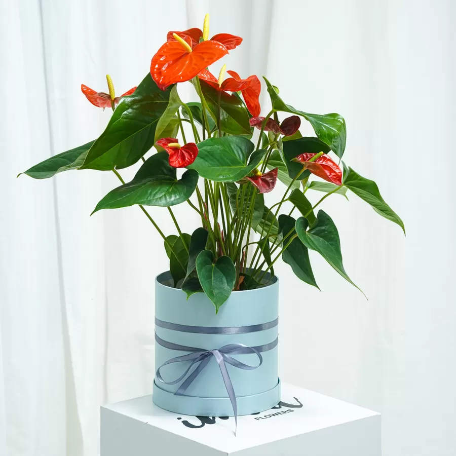 anthurium la ghiveci