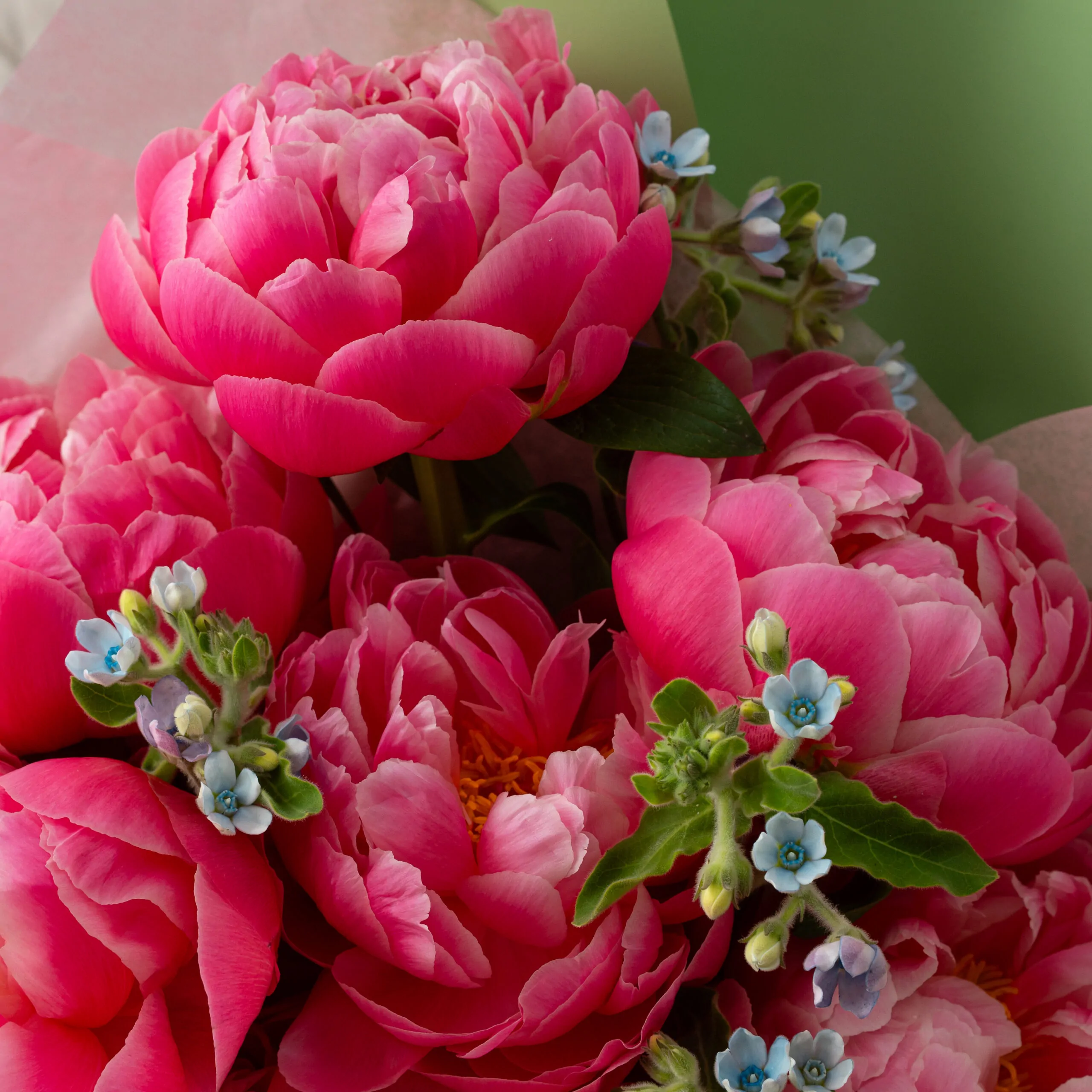 buchet-bujori-coral-oxypetalum-imod-flowers-2