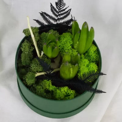 cutie cu bulbi de zambila